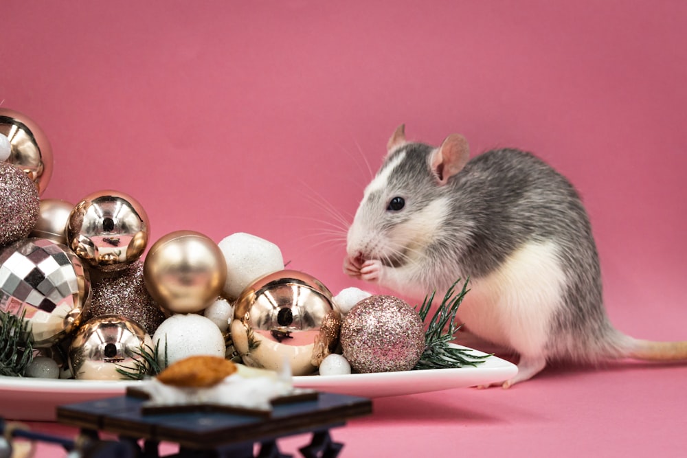 a rat sitting on top of a plate next to christmas ornaments