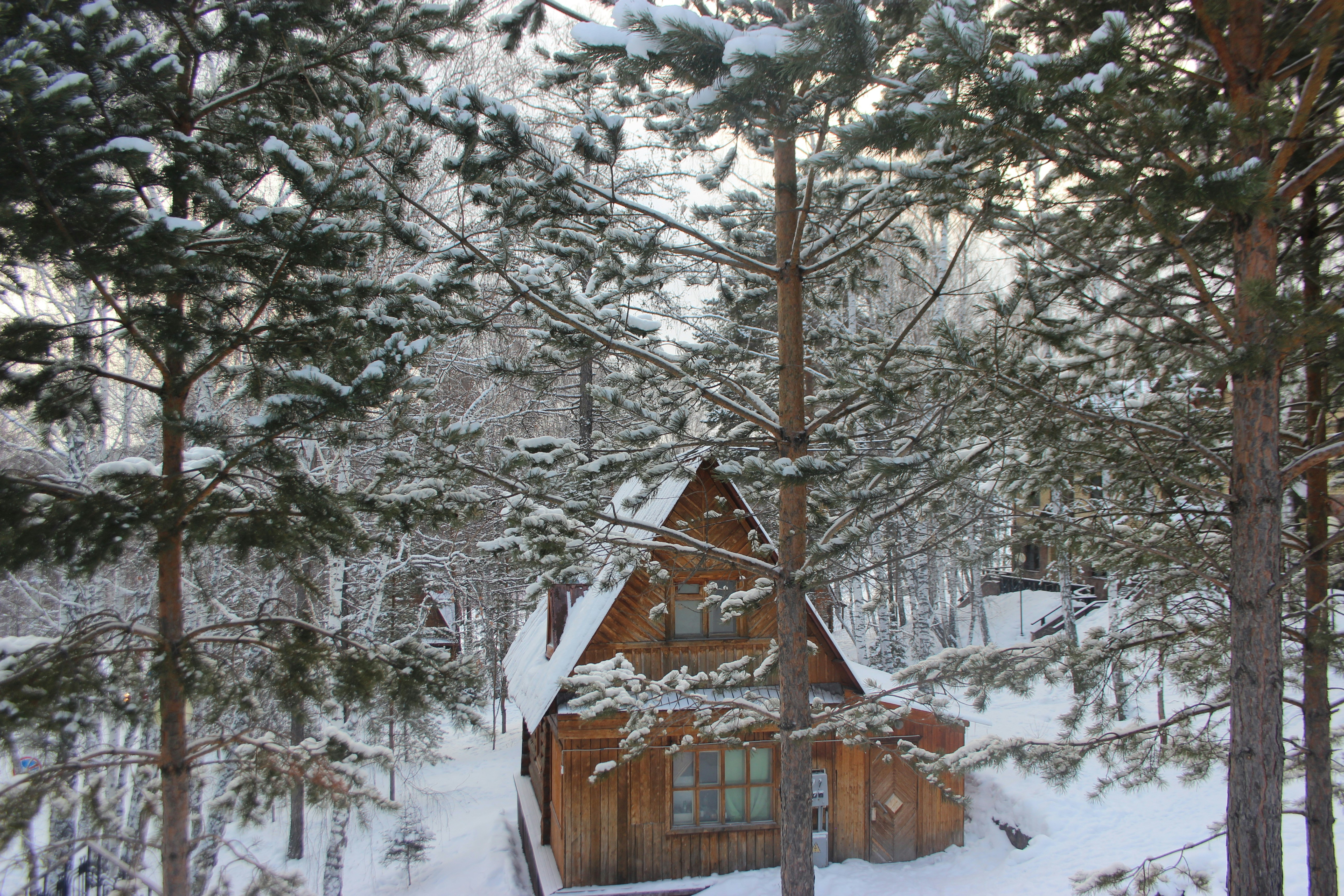 A cozy wooden bungalow surrounded by pine trees in Da Lat