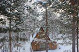 Cozy wooden cottage nestled among tall pine trees with mountain vistas beyond.