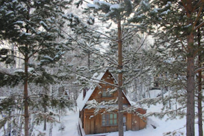 An old wooden cabin nestled among towering pine trees dusted with snow