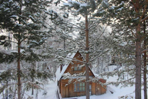 Cozy wooden cottage nestled among tall pine trees with mountain vistas beyond.