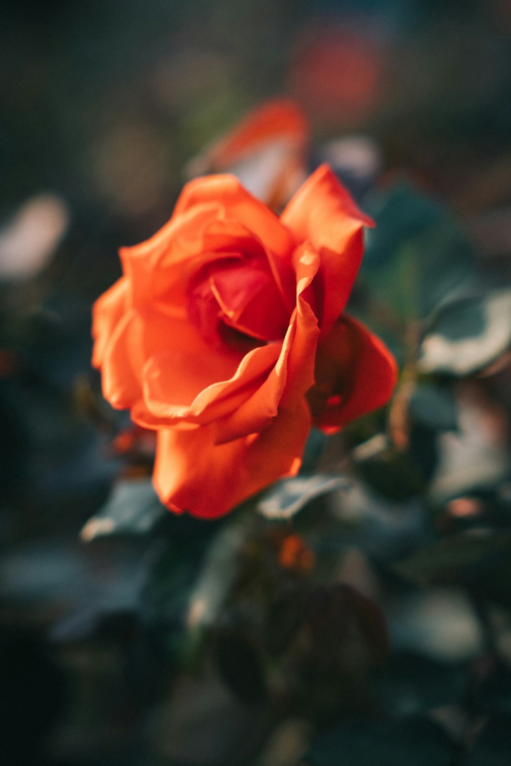 a single orange rose with green leaves