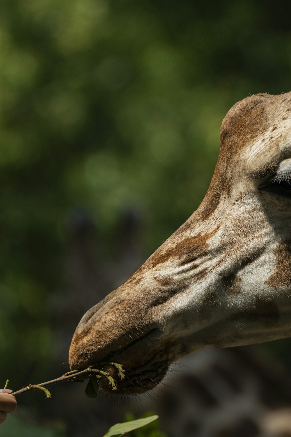 a close up of a giraffe eating leaves from a tree
