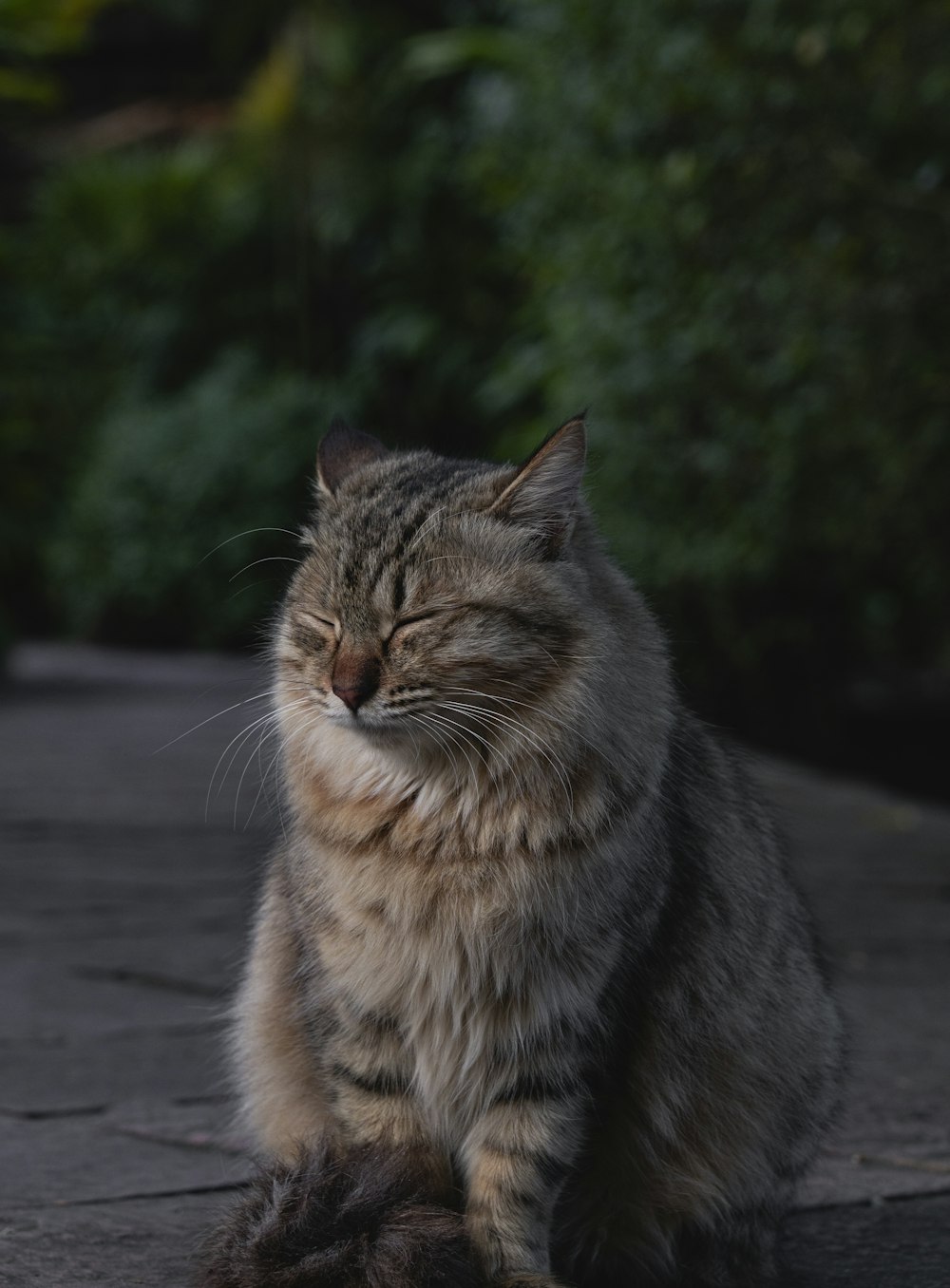 a cat that is sitting down on the ground