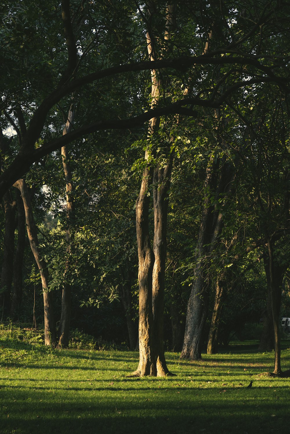 a park bench sitting in the middle of a lush green park