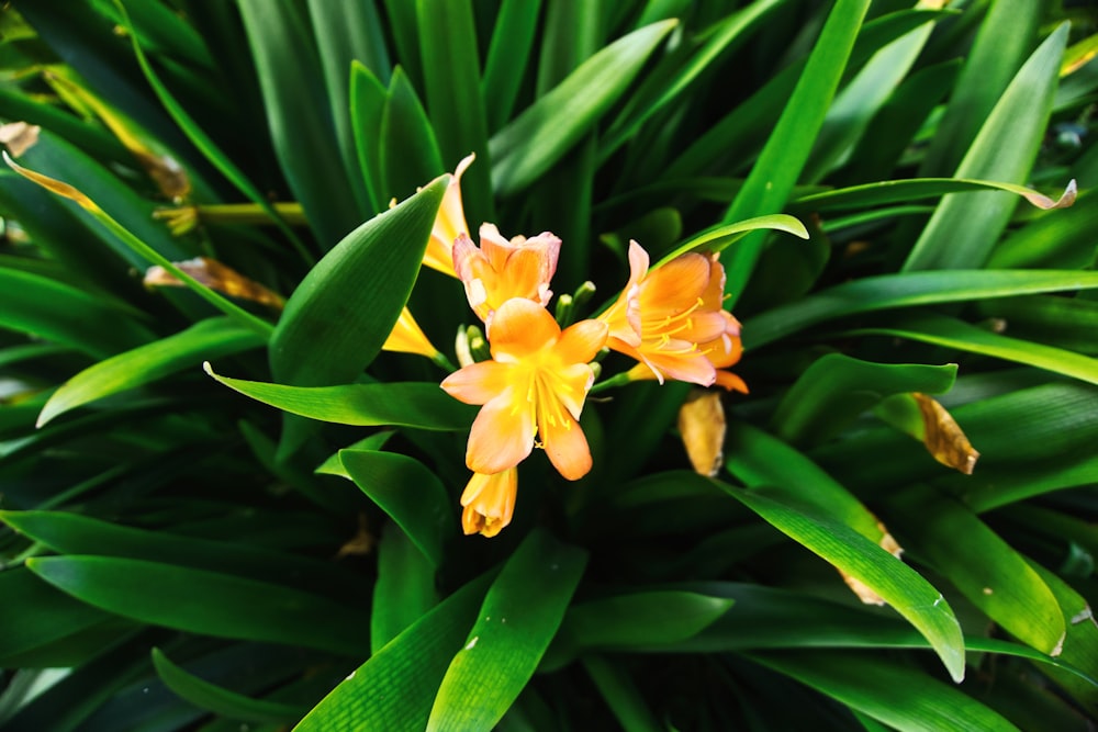 a close up of a flower on a plant