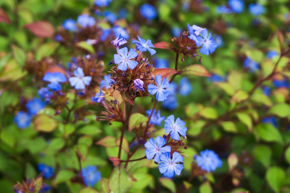 a bunch of blue flowers that are in the grass