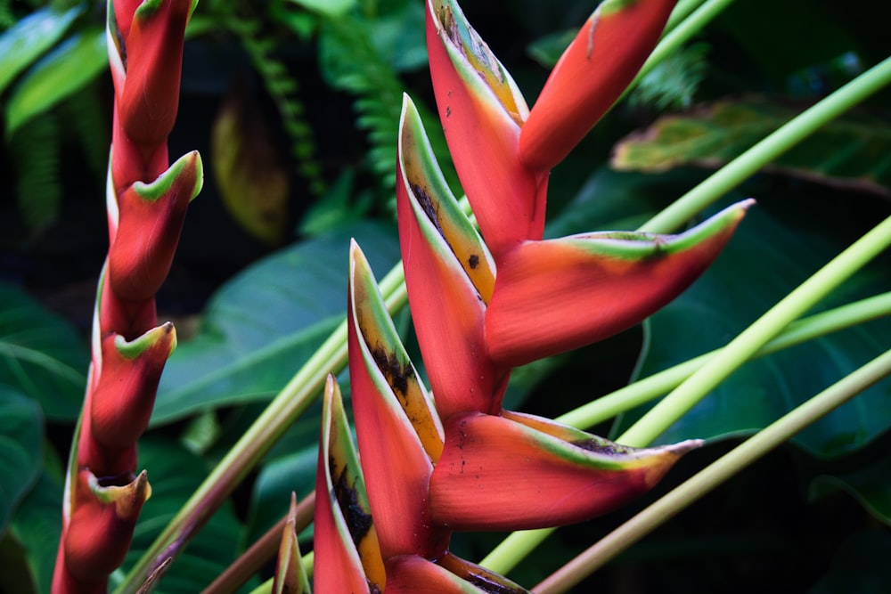 a close up of a plant with red flowers