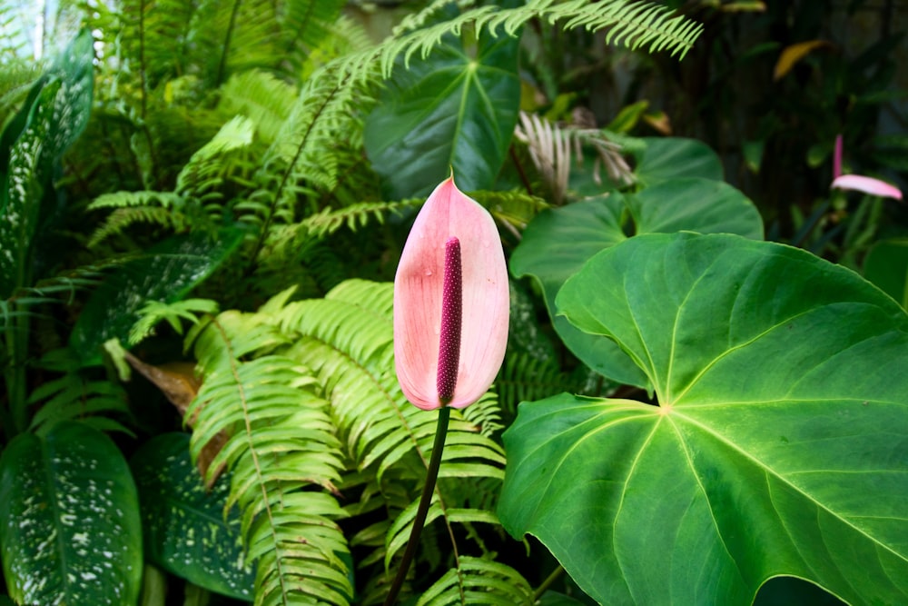 a pink flower surrounded by green leaves