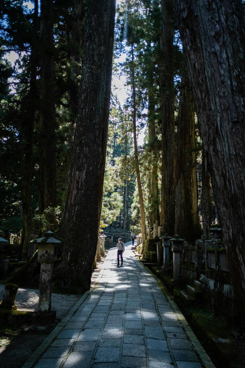 a person walking down a path between two large trees