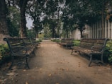 A quiet park bench under the shade of tall trees on a cloudy day.