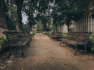 A quiet park bench under the shade of tall trees on a cloudy day.