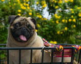 A happy pug wearing a Canisfera bandana sitting next to a pile of colorful dog accessories.