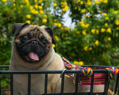 A happy pug wearing a Canisfera bandana sitting next to a pile of colorful dog accessories.