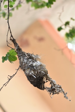 Creating a Birdnest Products Website: Your Guide to Success