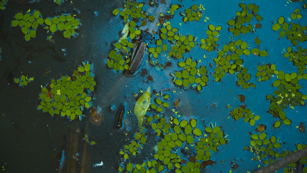 a pond filled with lots of green plants