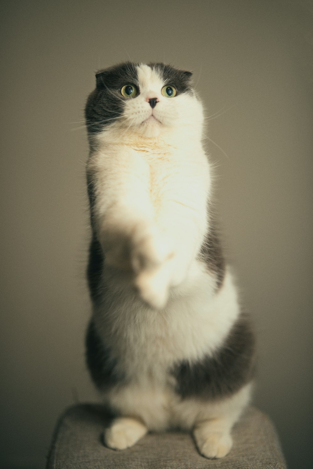 a black and white cat standing on its hind legs