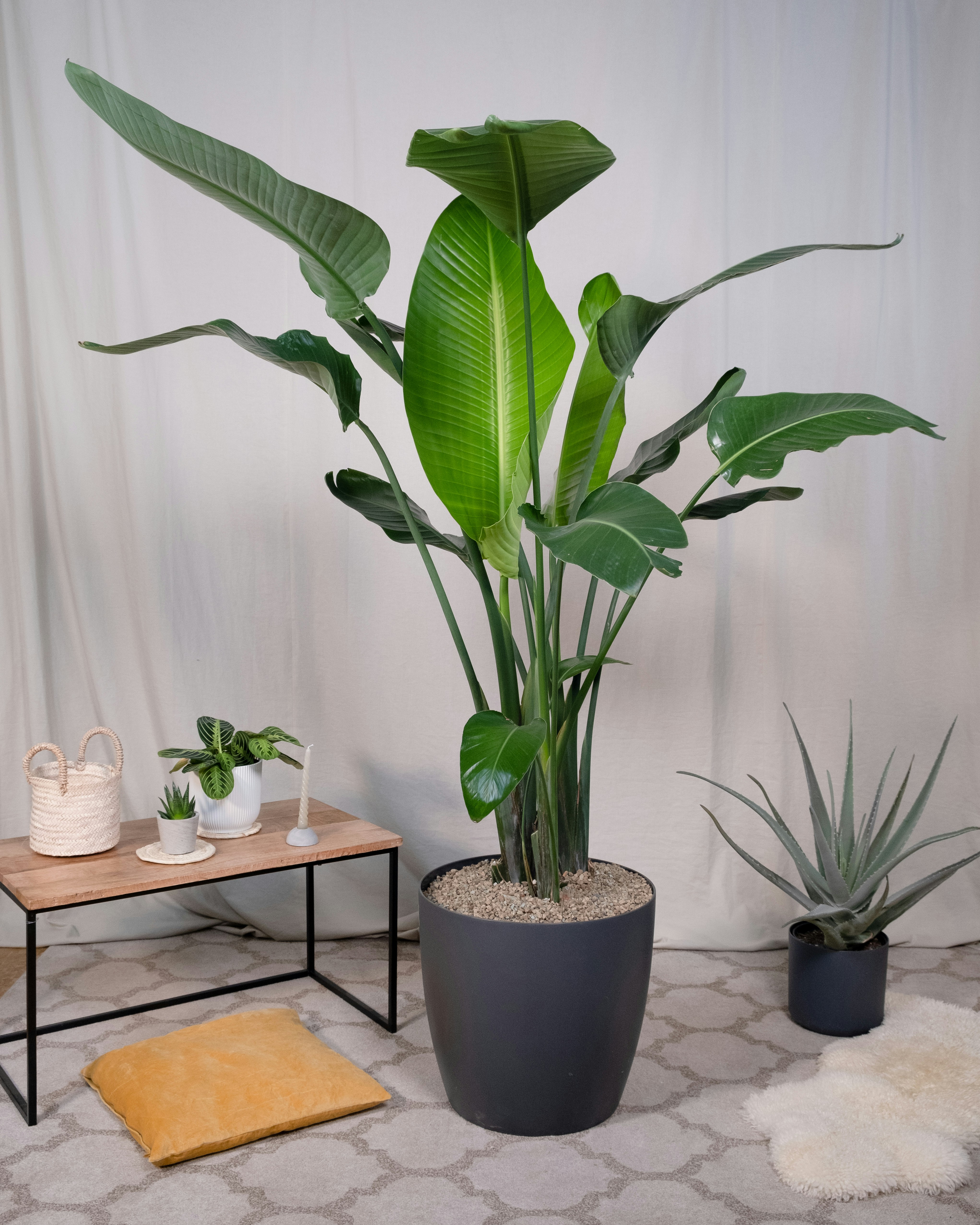 Una planta grande en una maceta junto a una mesa pequeña