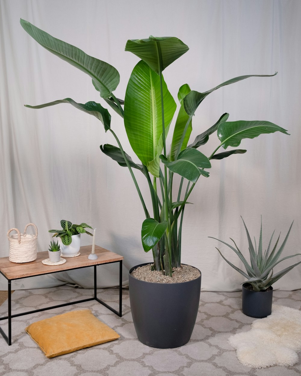 a large plant in a pot next to a small table