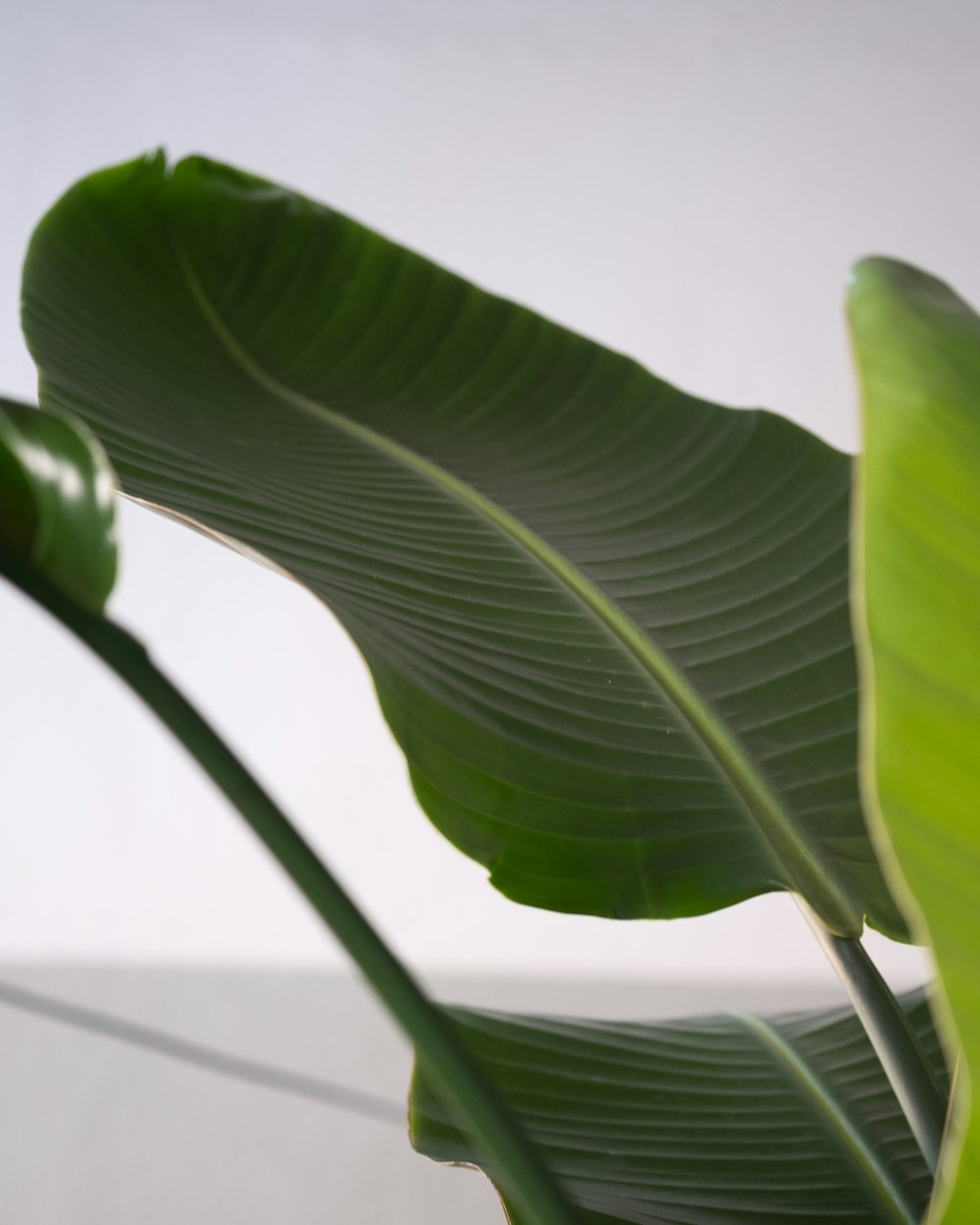 a close up of a large green leaf