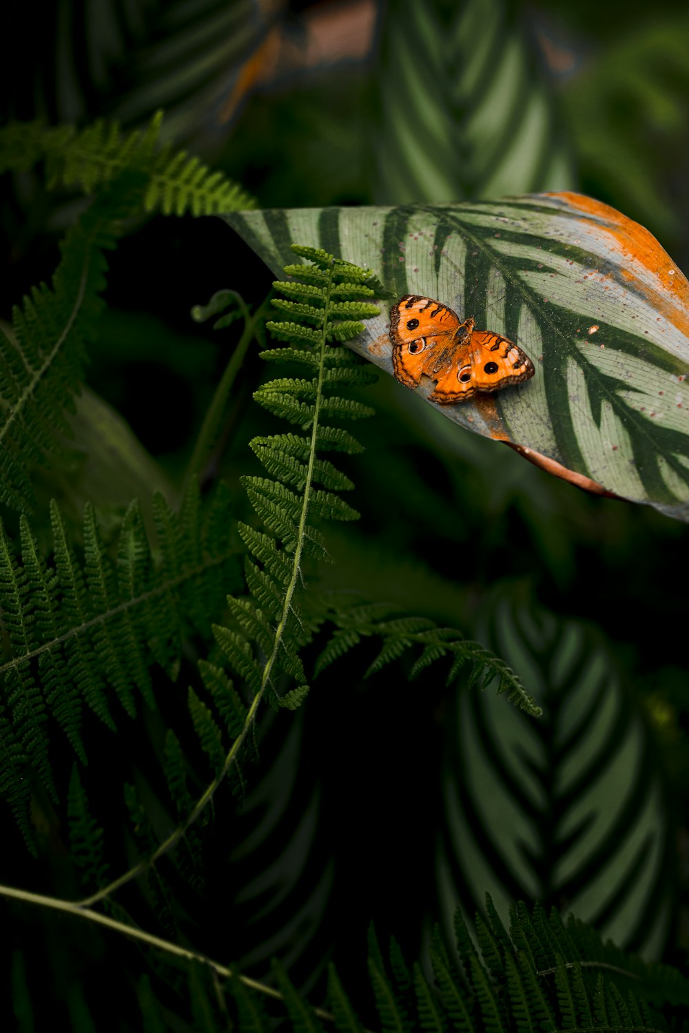 a small orange butterfly sitting on top of a green leaf