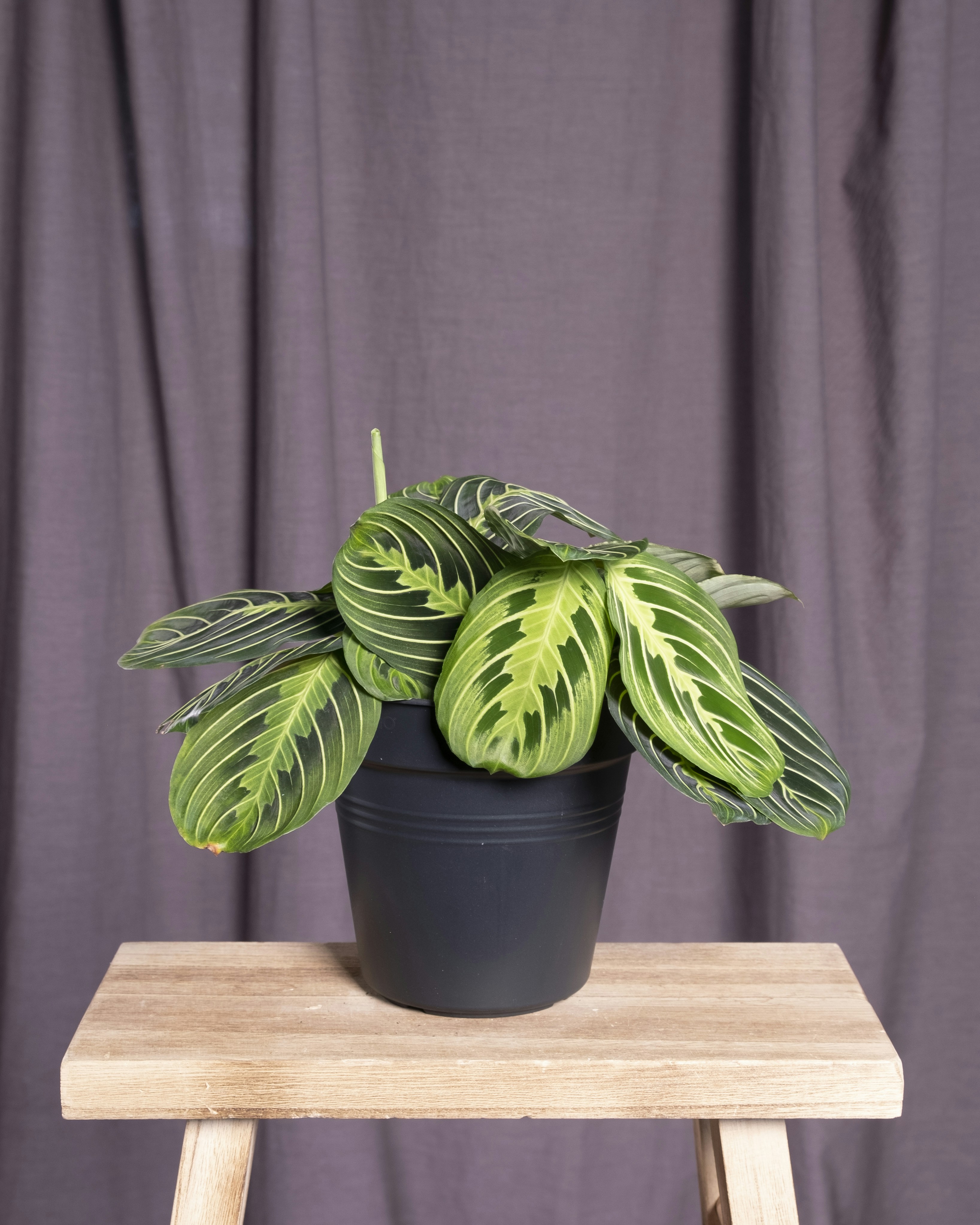 Photo by feeypflanzen