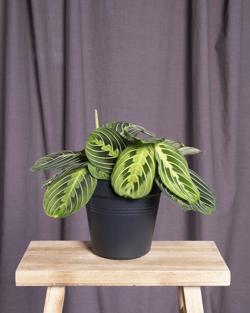 a potted plant sitting on top of a wooden table