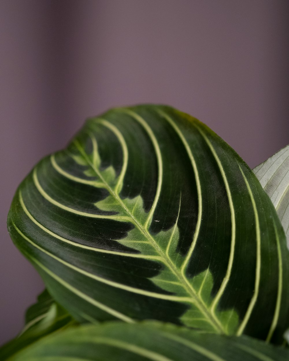 a close up of a large green leaf