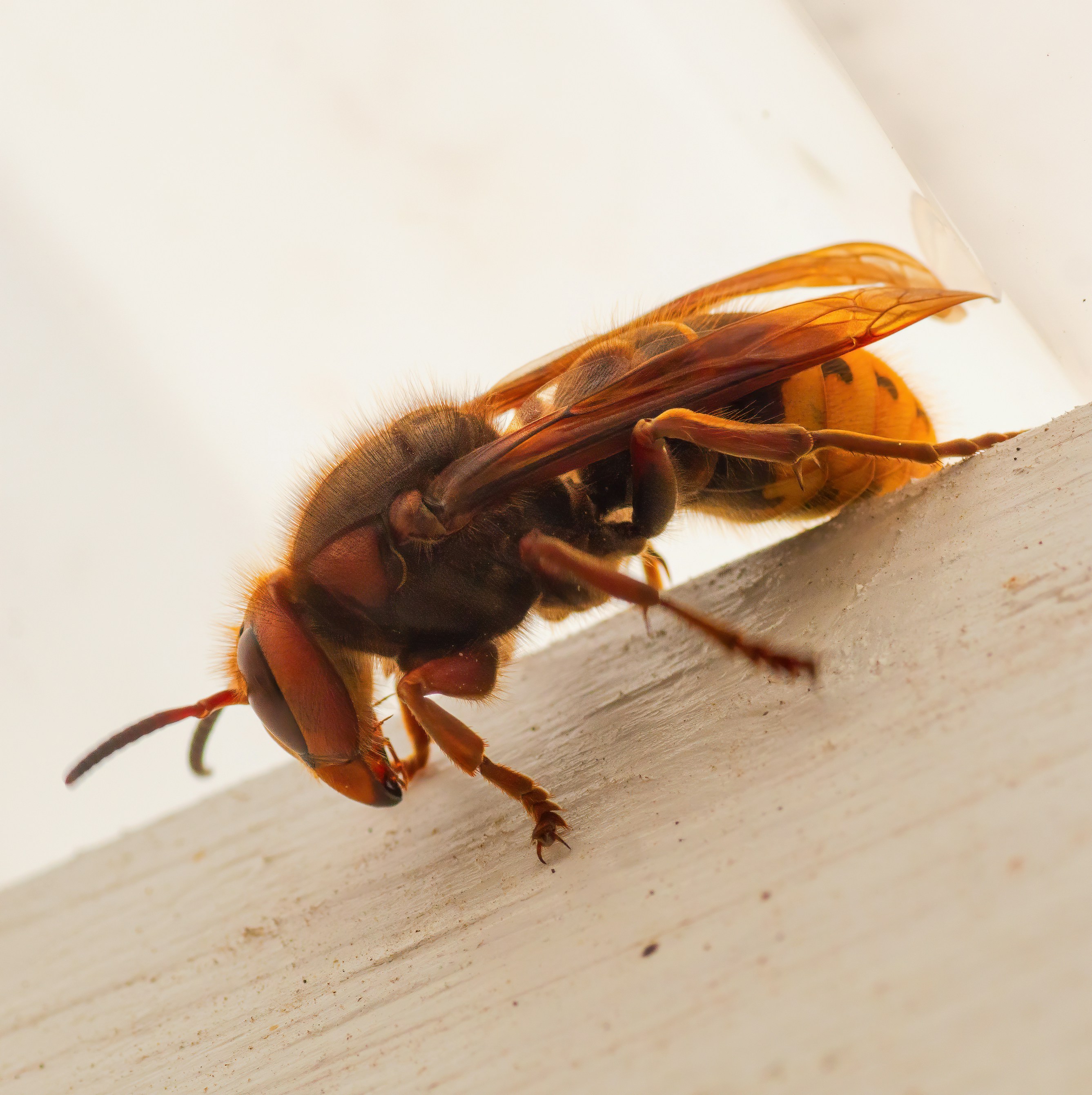 Pest control professional at work