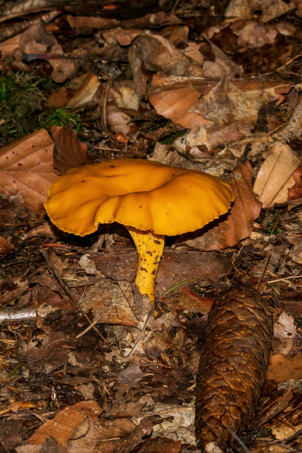 솔방울 옆에 땅에 앉아있는 노란 버섯