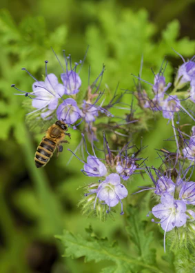 Africanized honeybee perched delicately on a vibrant purple blossom.