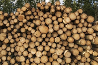 A large stack of cut logs neatly piled on top of each other. The logs show the circular patterns of their cross-sections, with varying shades of brown and cream. In the background, tall evergreen trees can be seen, suggesting a forest environment.