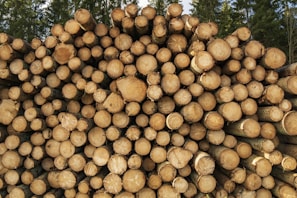 Close-up of freshly cut exotic hardwood logs stacked neatly at a Savanna Woods sawmill in Cameroon.