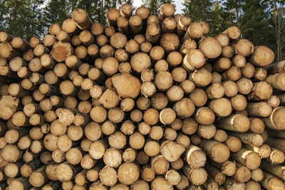 Photo of high-quality Capixaba wood logs stacked neatly in a forested area.
