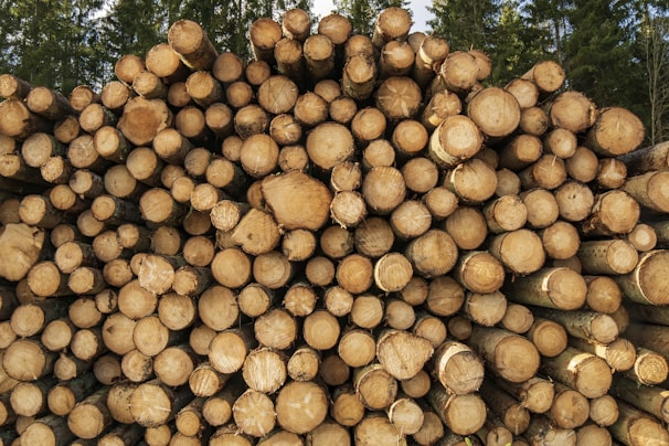 A large stack of cut logs neatly piled on top of each other. The logs show the circular patterns of their cross-sections, with varying shades of brown and cream. In the background, tall evergreen trees can be seen, suggesting a forest environment.