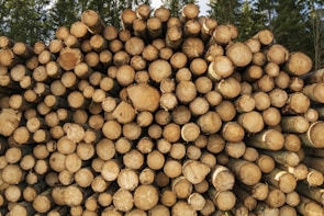 A large stack of cut logs neatly piled on top of each other. The logs show the circular patterns of their cross-sections, with varying shades of brown and cream. In the background, tall evergreen trees can be seen, suggesting a forest environment.