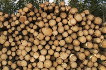 A large stack of cut logs neatly piled on top of each other. The logs show the circular patterns of their cross-sections, with varying shades of brown and cream. In the background, tall evergreen trees can be seen, suggesting a forest environment.