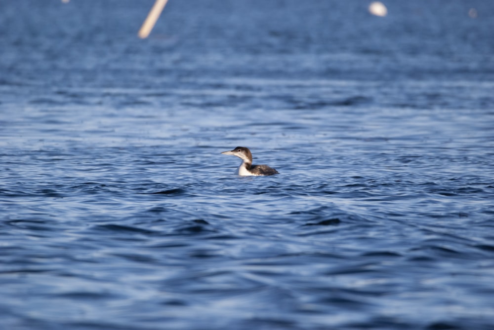 a duck floating on top of a body of water