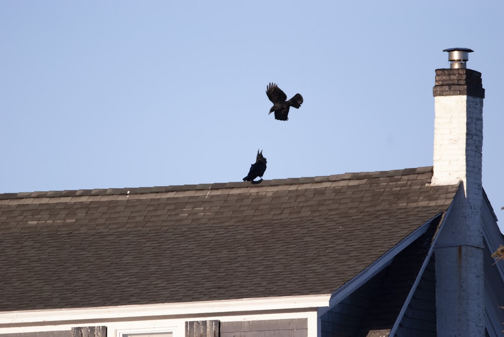 two birds are sitting on the roof of a house