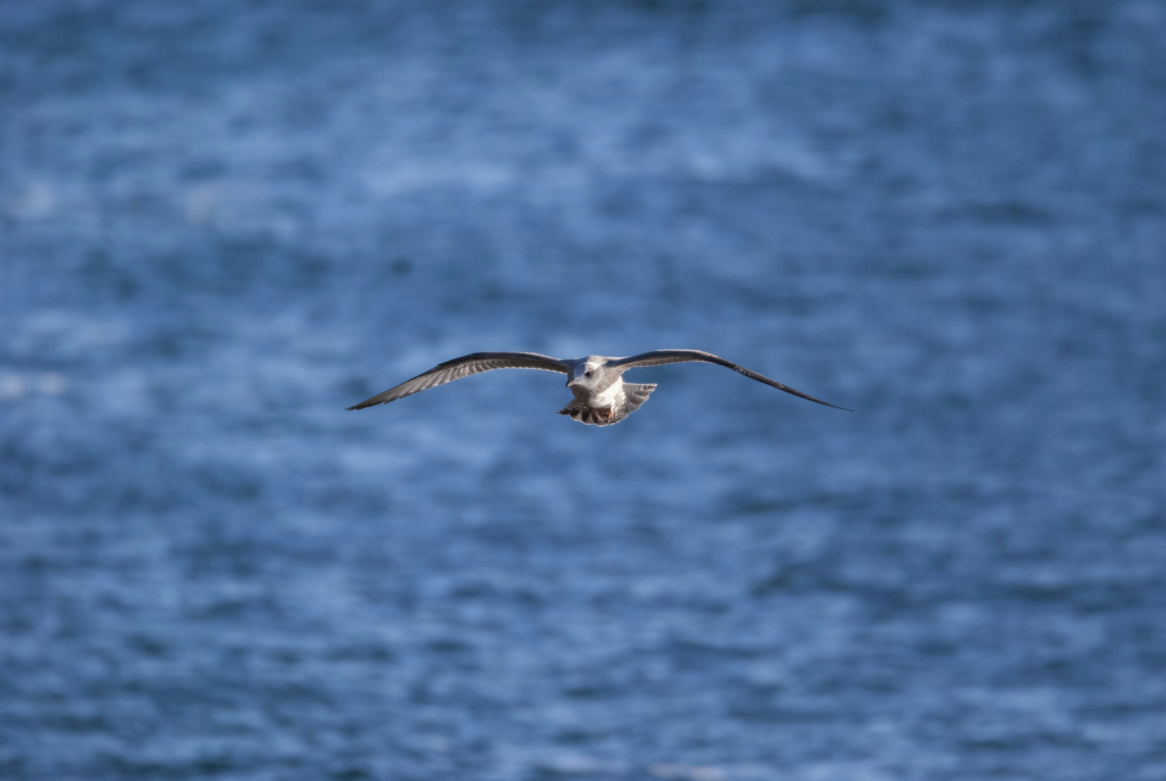 a bird flying over a body of water