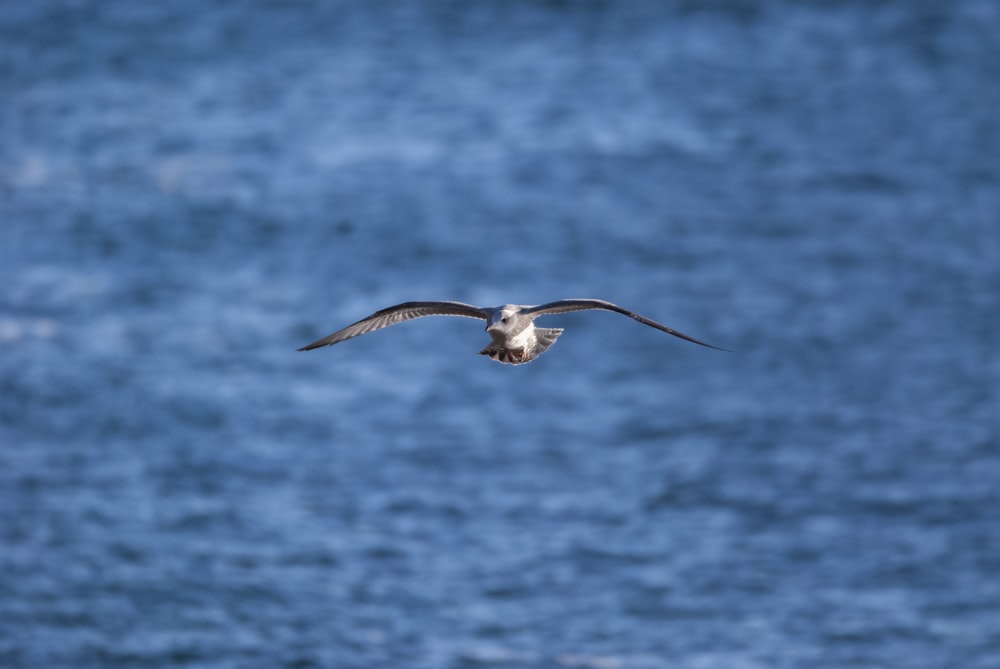 a bird flying over a body of water