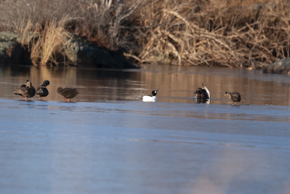 a group of ducks floating on top of a lake