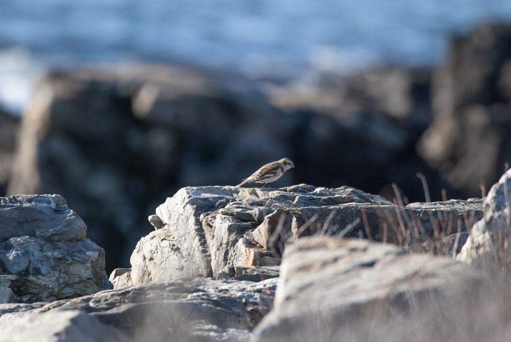 a small bird sitting on a rock near the ocean