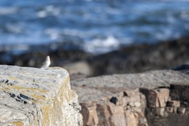 A small bird with white and light brown feathers is perched on a large rocky outcrop. In the background, the sea waves can be seen crashing softly against the rocky shore.