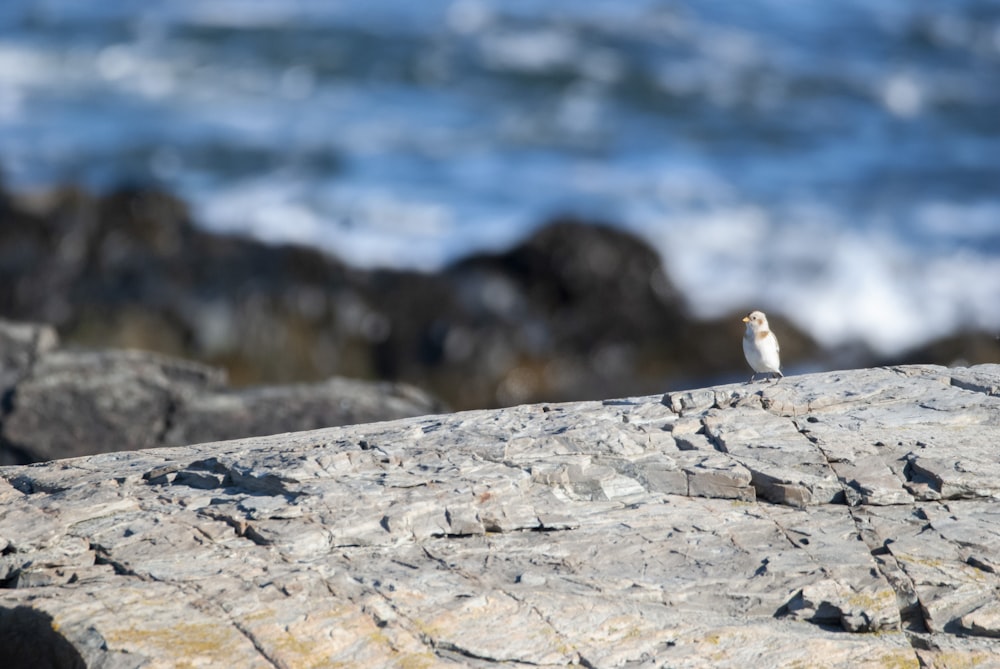 a small white bird sitting on top of a rock