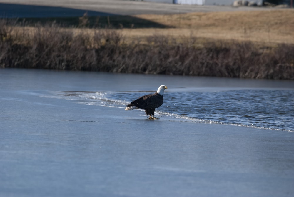 a bird standing on the edge of a body of water