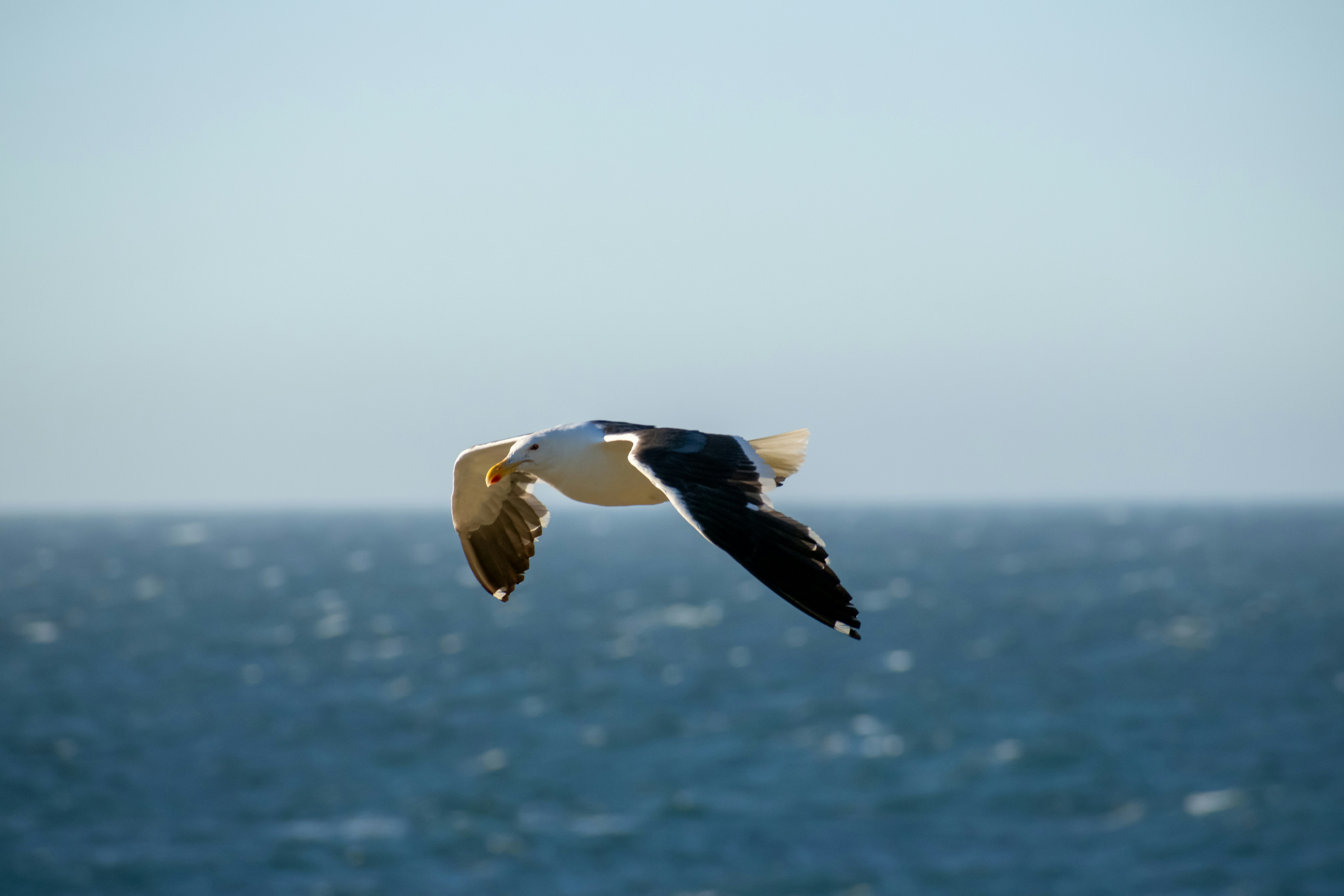 Photo by enfoco74