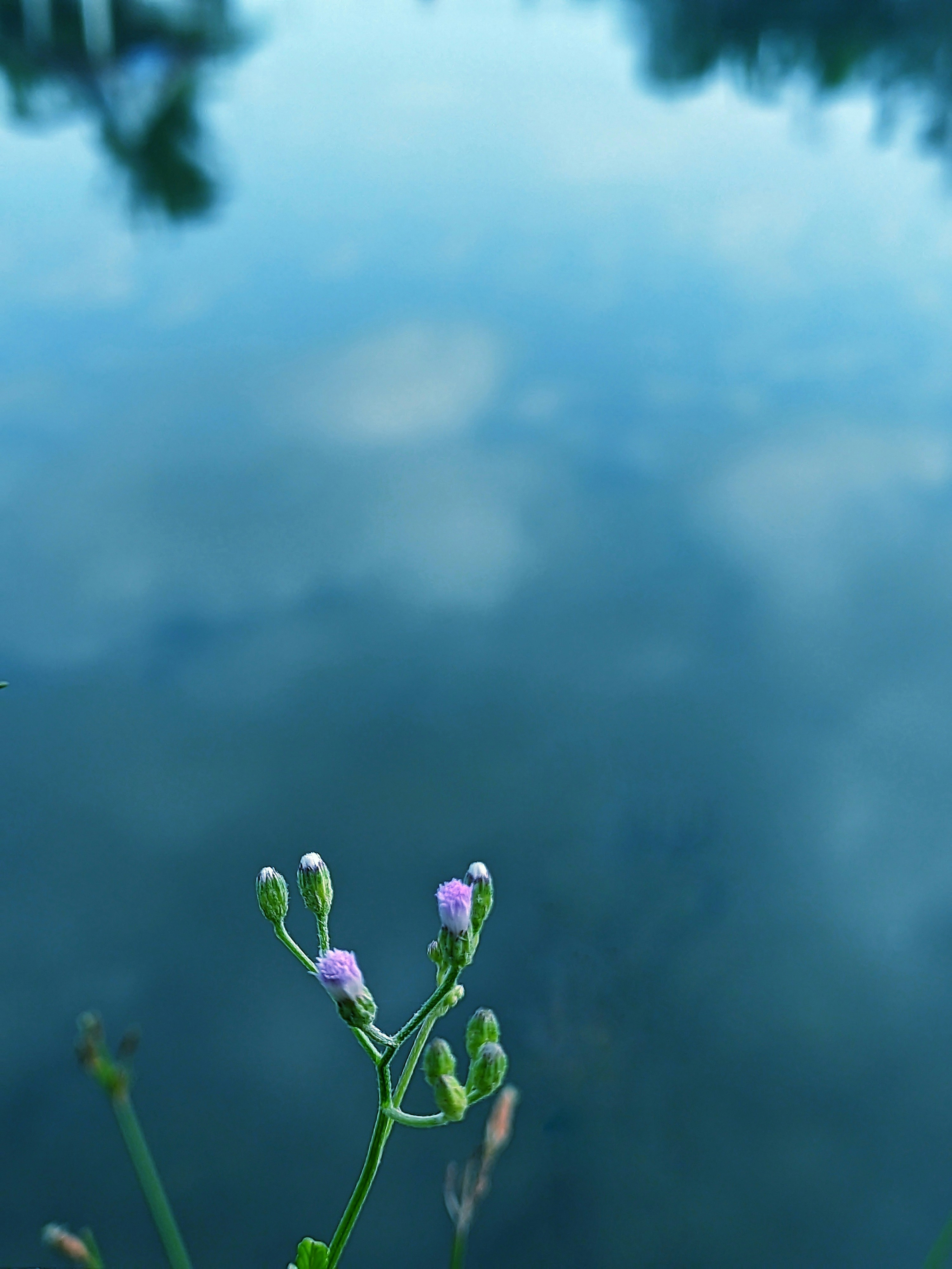 a plant with purple flowers in front of a body of water