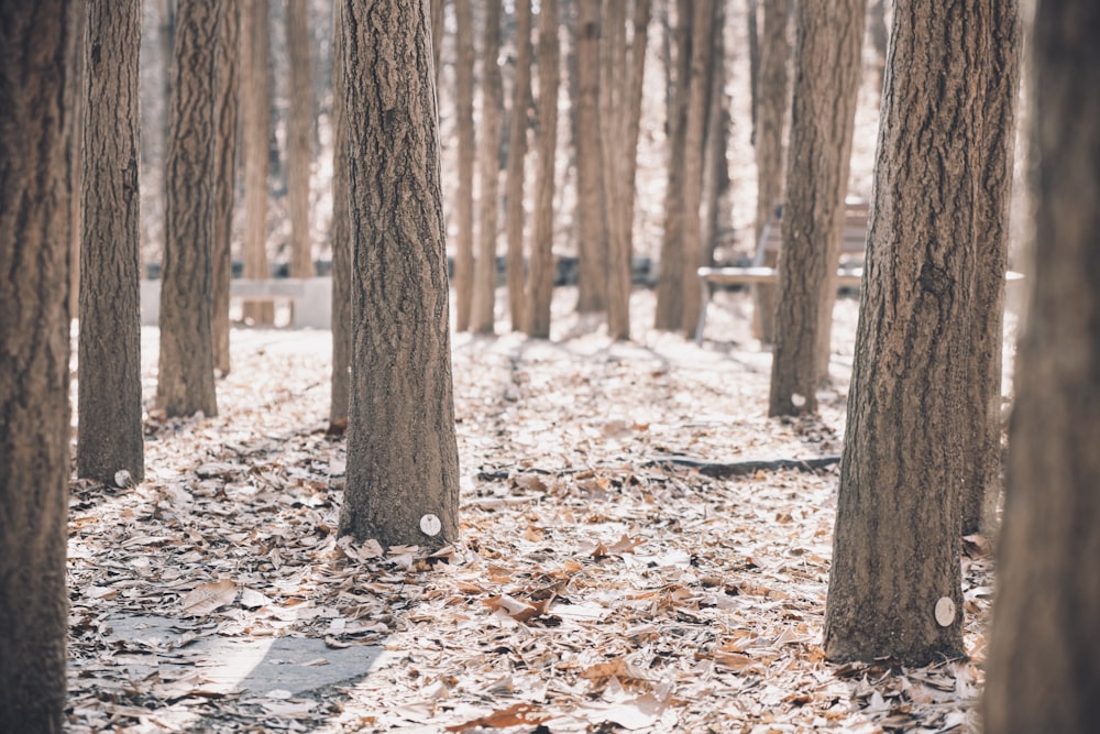 a forest filled with lots of trees covered in leaves