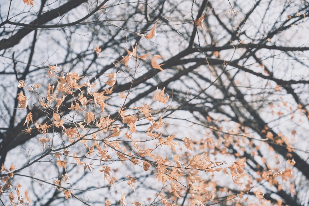 the branches of a tree with yellow leaves